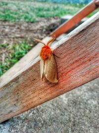 High angle view of butterfly on wood