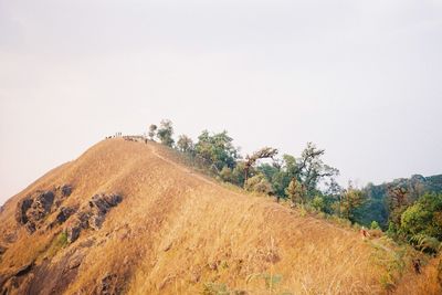 Trees on field against clear sky