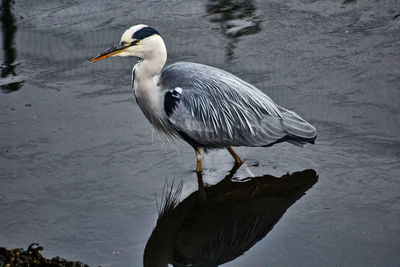 Bird perching on a lake