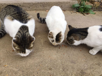 High angle view of cats relaxing