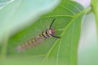 Close-up of insect on leaf