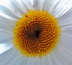 Close-up of flower