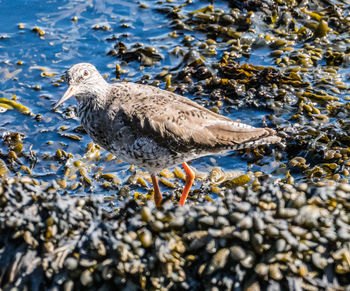 Bird in water