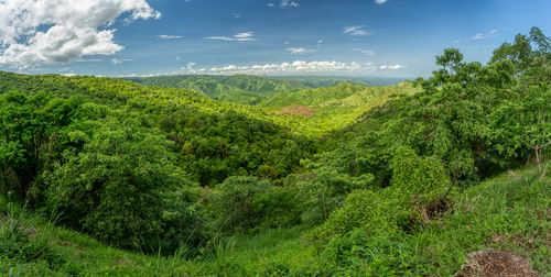 Scenic view of forest against sky