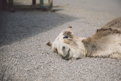Close-up of donkey lying on footpath