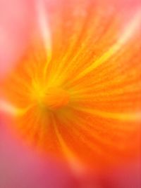 Close-up of orange flower blooming outdoors