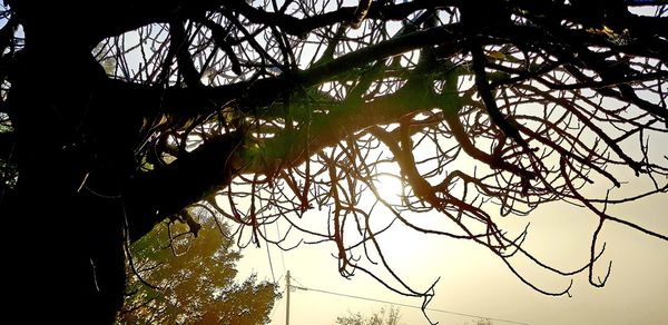 Low angle view of silhouette tree against sky