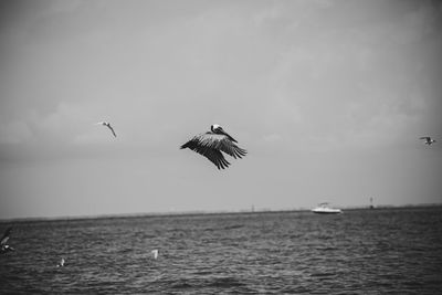 Bird flying over sea against sky