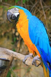 Close-up of blue parrot perching on branch