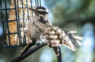 Close-up of bird perching on a tree