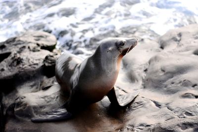 High angle view of sea lion at shore