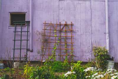 Close-up of ivy growing on wall