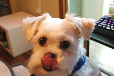 Close-up portrait of dog