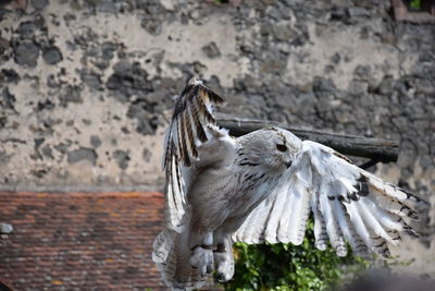 Side view of a bird flying against wall