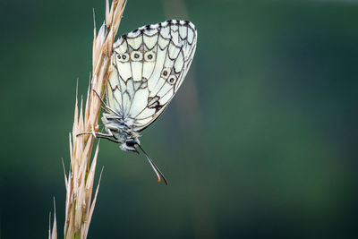 Close-up of butterfly perching on plant