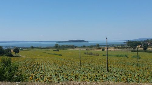 Scenic view of field against clear sky