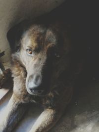 Close-up portrait of dog