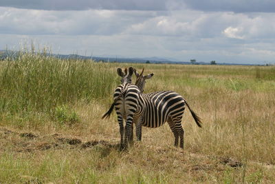 Zebra grazing on field