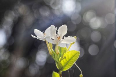 Close-up of white flowering plant