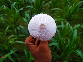 Close-up of hand holding plant