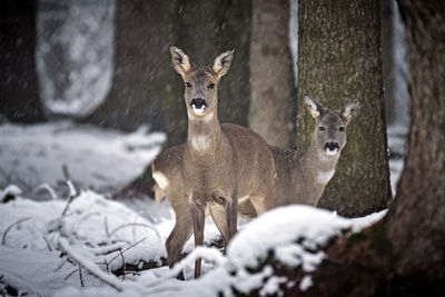 Portrait of deer