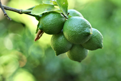 Close-up of fruits growing on tree