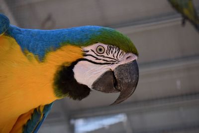 Close-up of a parrot