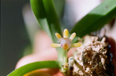 Close-up of flower plant