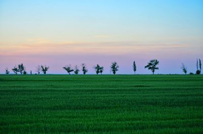 Scenic view of field against sky during sunset