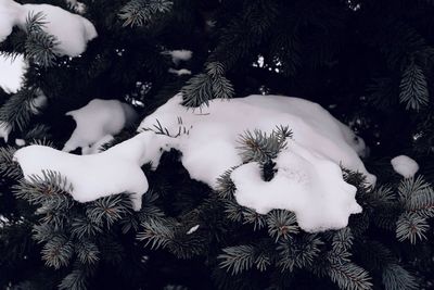 Close-up of christmas tree in snow