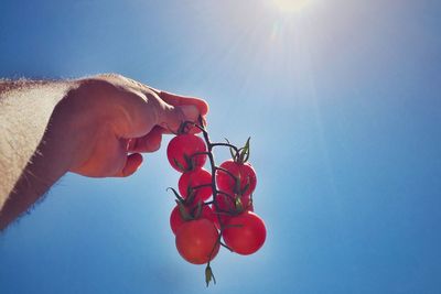 Cropped image of hand holding tomatoes against blue sky on sunny day