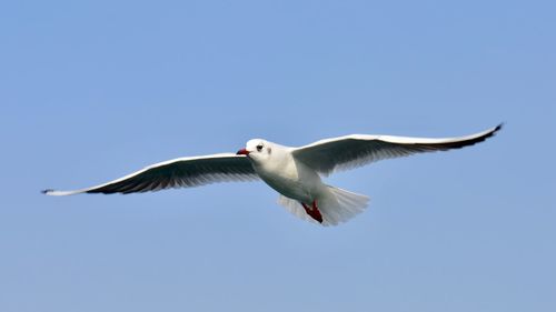 Low angle view of seagull flying