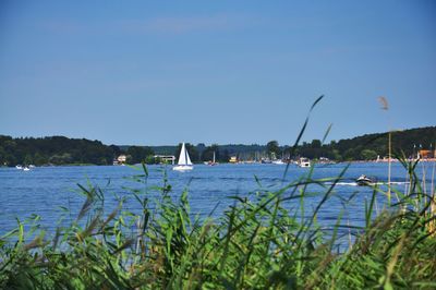 Sailboats in sea against clear sky