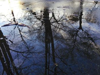 Reflection of trees in water