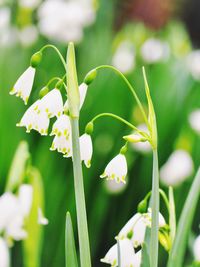 Close-up of white flowering plant on field