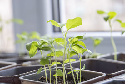 Close-up of potted plant