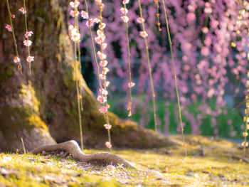 Close-up of purple flowering plants on field