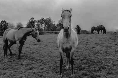 Horses in a field