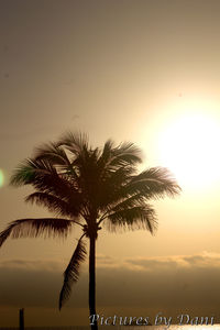 Low angle view of palm tree against sky during sunset