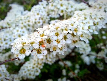 Close-up of white flowers blooming in park