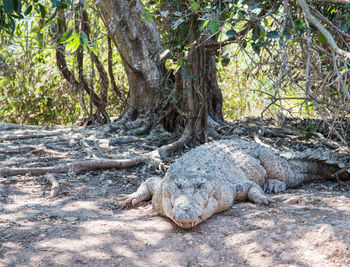 View of lizard on tree trunk