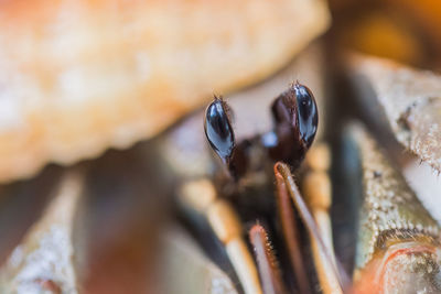 A big hermit crab in a shell