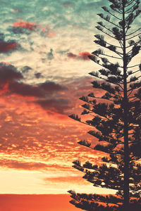 Silhouette of tree at sunset