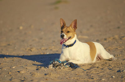 Dog sitting on beach