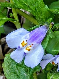 Close-up of water drops on purple flowering plant