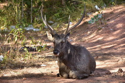 Sambar deer rest in a forest