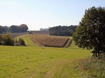 Scenic view of field against clear sky