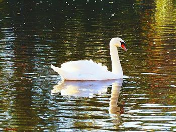Swan floating on water