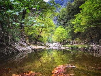 Scenic view of river amidst trees in forest