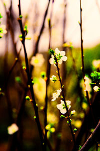 Close-up of flowers